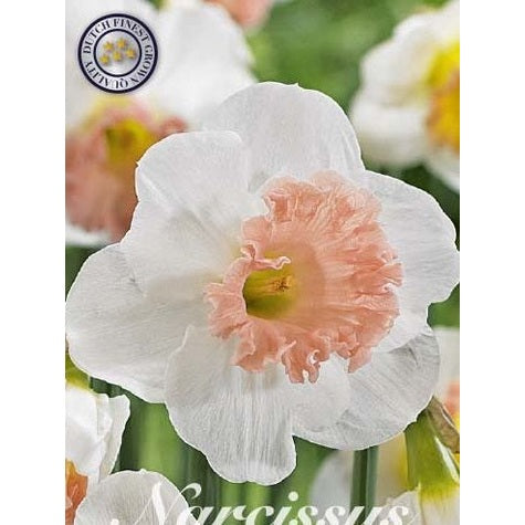 Narcissus Pink Charm 5-pack